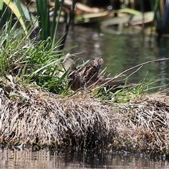 Gallinago hardwickii at Fyshwick, ACT - 16 Oct 2025 12:18 PM