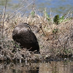 Gallinago hardwickii at Fyshwick, ACT - 16 Oct 2025 12:18 PM