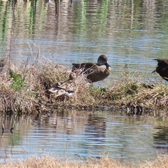 Gallinago hardwickii at Fyshwick, ACT - 16 Oct 2025 12:18 PM