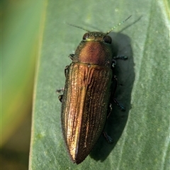 Melobasis ordinata (A Jewel Beetle) at Bellbrae, VIC - 17 Oct 2025 by Miranda