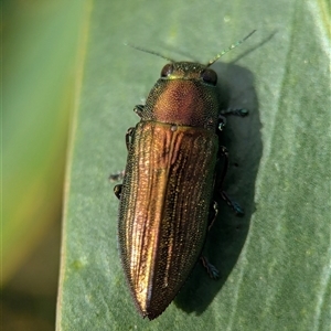 Melobasis ordinata (A Jewel Beetle) at Bellbrae, VIC - 17 Oct 2025 by Miranda