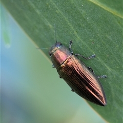 Melobasis ordinata at Bellbrae, VIC - 17 Oct 2025 04:59 PM