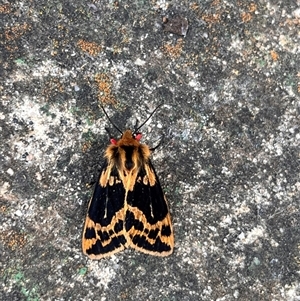 Ardices curvata (Crimson Tiger Moth) by DaveW