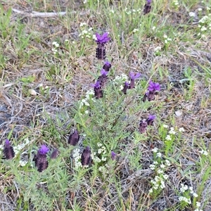 Lavandula stoechas (Spanish Lavender or Topped Lavender) at Isaacs, ACT - Yesterday by Mike