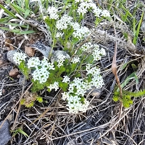 Asperula conferta (Common Woodruff) at Isaacs, ACT - 17 Oct 2025 by Mike