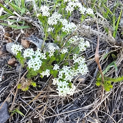 Asperula conferta (Common Woodruff) at Isaacs, ACT - 17 Oct 2025 by Mike
