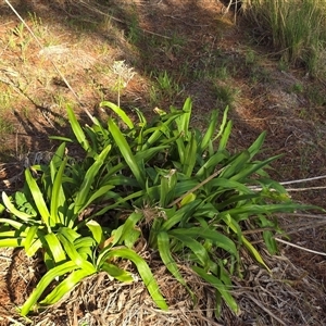Agapanthus praecox subsp. orientalis (Agapanthus) at Isaacs, ACT - Yesterday by Mike