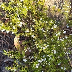 Prostanthera sp. (Mint Bush) at Isaacs, ACT - 18 Oct 2025 by Mike