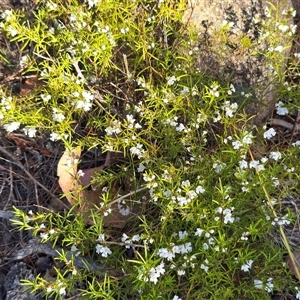 Westringia eremicola at Isaacs, ACT - Yesterday by Mike
