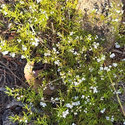 Prostanthera sp. (Mint Bush) at Isaacs, ACT - 18 Oct 2025 by Mike