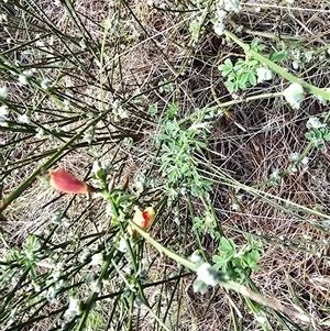 Cytisus scoparius subsp. scoparius (Scotch Broom, Broom, English Broom) at Isaacs, ACT - Yesterday by Mike