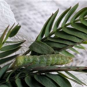 Epiphyas postvittana by chriselidie