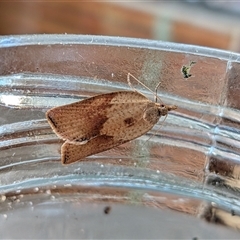 Epiphyas postvittana by chriselidie