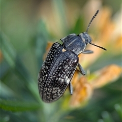 Lepispilus (genus) (A darkling beetle) at Bellbrae, VIC - 17 Oct 2025 by Miranda
