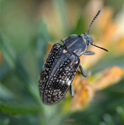 Lepispilus (genus) (A darkling beetle) at Bellbrae, VIC - 17 Oct 2025 by Miranda