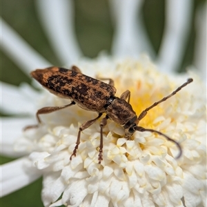 Unverified Longhorn beetle (Cerambycidae) at Bellbrae, VIC - Yesterday by Miranda