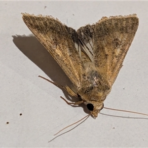 Helicoverpa (genus) by chriselidie