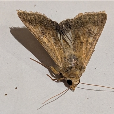 Helicoverpa (genus) (A bollworm) at Franklin, ACT - 16 Oct 2025 by chriselidie
