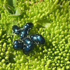 Alticini (tribe) (Unidentified flea beetle) at Perisher Valley, NSW - 14 Oct 2025 by jmcleod