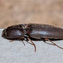 Monocrepidius (genus) (Click beetle) at Franklin, ACT - 16 Oct 2025 by chriselidie