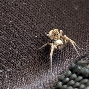 Unverified Spider by chriselidie