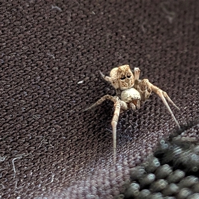 Philoponella congregabilis (Social house spider) at  - suppressed by chriselidie