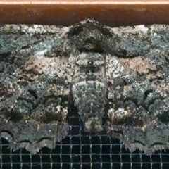 Pholodes sinistraria (Sinister or Frilled Bark Moth) at Hall, ACT - 15 Oct 2025 by Anna123