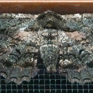 Pholodes sinistraria (Sinister or Frilled Bark Moth) at Hall, ACT - 15 Oct 2025 by Anna123