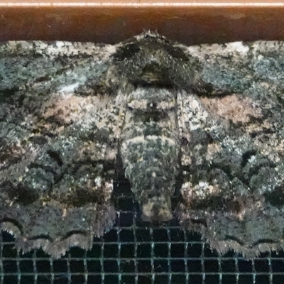 Pholodes sinistraria (Sinister or Frilled Bark Moth) at Hall, ACT - 15 Oct 2025 by Anna123