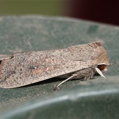 Mythimna (Pseudaletia) convecta (Common Armyworm) at Hall, ACT - 15 Oct 2025 by Anna123