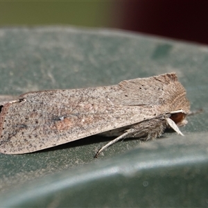 Mythimna (Pseudaletia) convecta (Common Armyworm) at Hall, ACT - 15 Oct 2025 by Anna123
