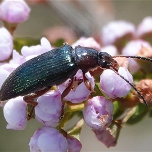 Lepturidea punctulaticollis at Hall, ACT - Yesterday by Anna123