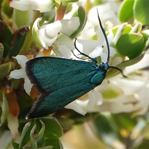 Pollanisus viridipulverulenta at Hall, ACT - Today by Anna123