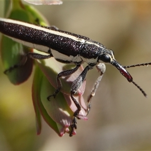 Rhinotia suturalis at Hall, ACT - Today by Anna123