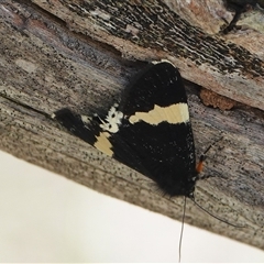 Eutrichopidia latinus (Yellow-banded Day-moth) at Hall, ACT - 17 Oct 2025 by Anna123