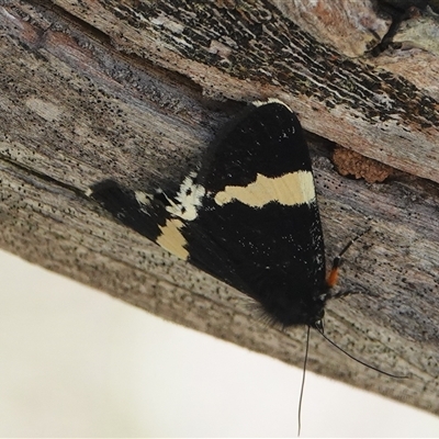Eutrichopidia latinus (Yellow-banded Day-moth) at Hall, ACT - 17 Oct 2025 by Anna123