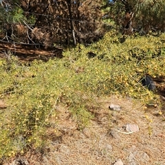 Acacia ulicifolia (Prickly Moses) at Duffy, ACT - 16 Oct 2025 by KevGuevara