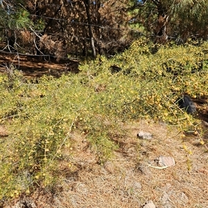 Acacia ulicifolia (Prickly Moses) at Duffy, ACT - 16 Oct 2025 by KevGuevara