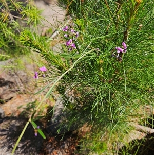 Glycine clandestina (Twining Glycine) at Duffy, ACT - 16 Oct 2025 by KevGuevara