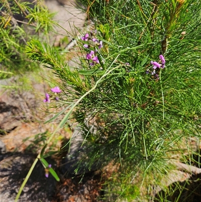 Glycine clandestina (Twining Glycine) at Duffy, ACT - 16 Oct 2025 by KevGuevara