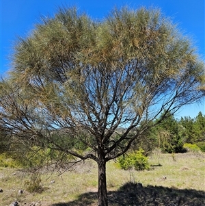 Allocasuarina verticillata (Drooping Sheoak) at Duffy, ACT - 16 Oct 2025 by KevGuevara