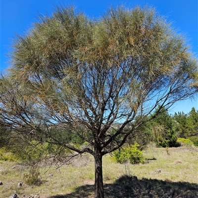 Allocasuarina verticillata (Drooping Sheoak) at Duffy, ACT - 16 Oct 2025 by KevGuevara