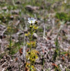 Drosera gunniana (Pale Sundew) at Duffy, ACT - 16 Oct 2025 by KevGuevara