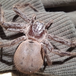Unverified Huntsman spider (Sparassidae) by Dron