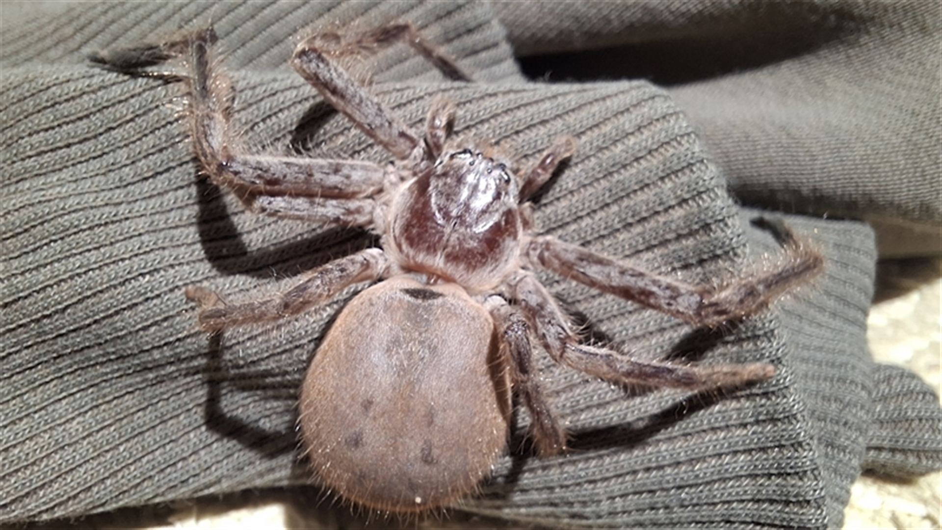 Isopeda canberrana at Tomboye, NSW - suppressed