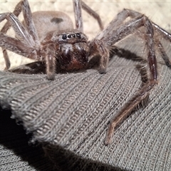 Isopeda canberrana at Tomboye, NSW - suppressed