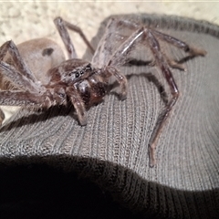 Isopeda canberrana at Tomboye, NSW - suppressed