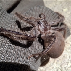 Isopeda canberrana at Tomboye, NSW - suppressed