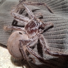 Isopeda canberrana at Tomboye, NSW - suppressed