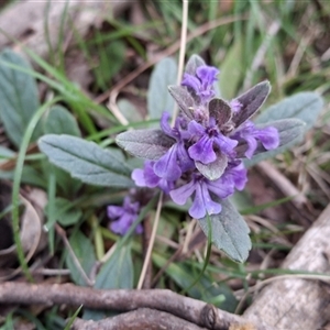Ajuga australis (Austral Bugle) by Dron